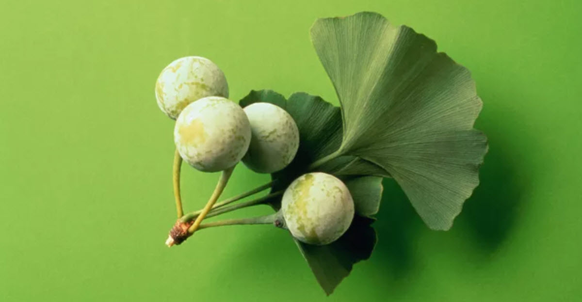 Ginkgo biloba