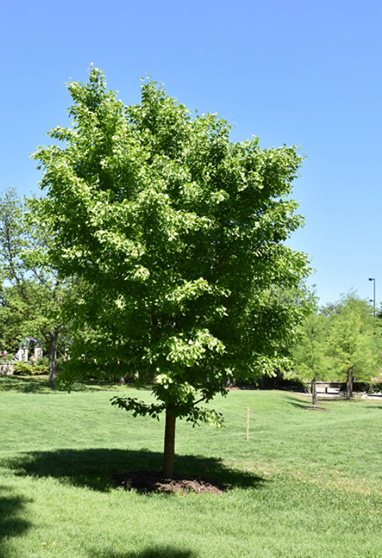 ginkgo biloba tree